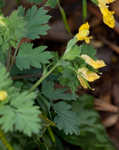 Yellow fumewort